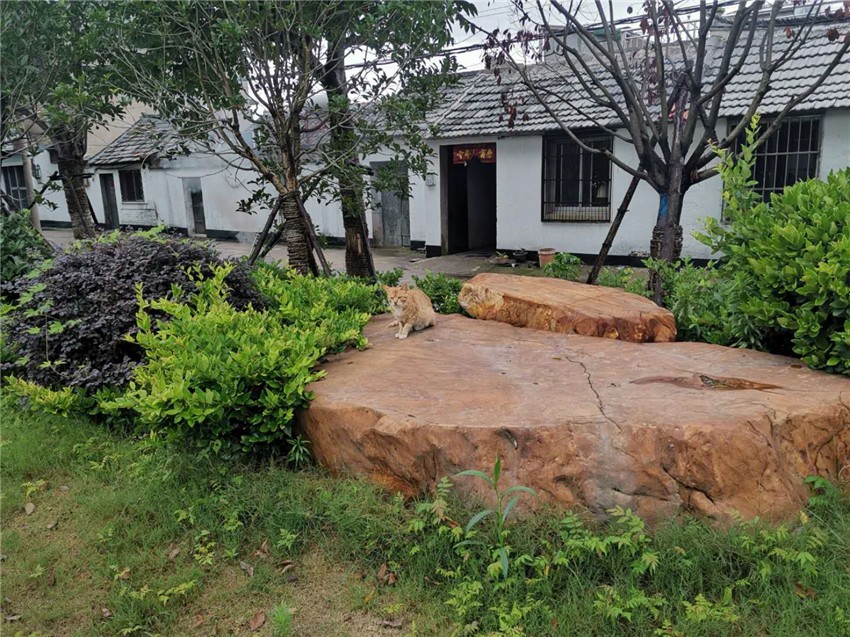 邳州市占城镇芍药园一期绿化工程 